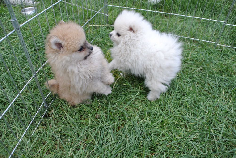 Szpic miniaturowy pomeranian