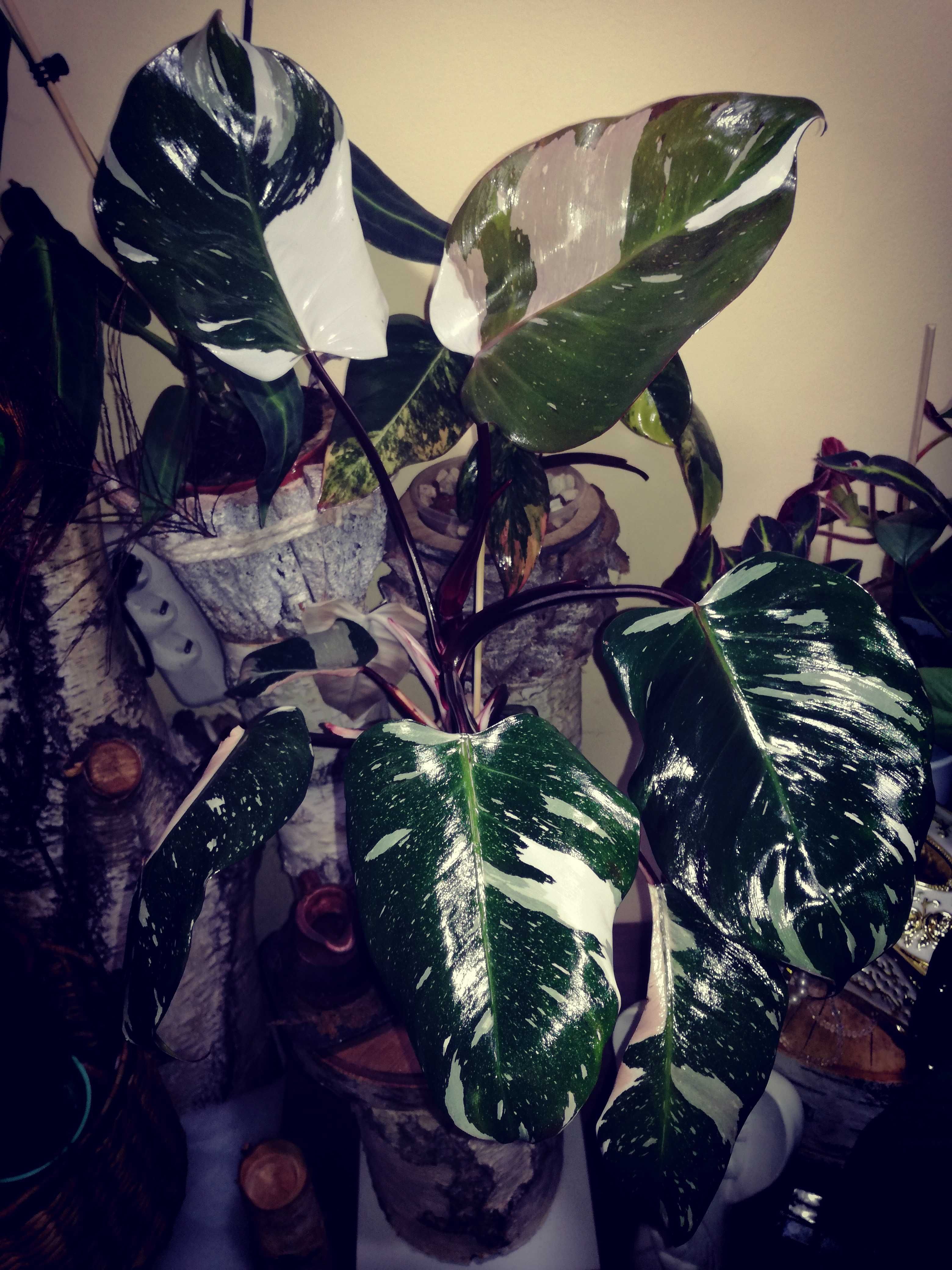 Philodendron Red Anderson Variegata Filodendron roślina NOWY