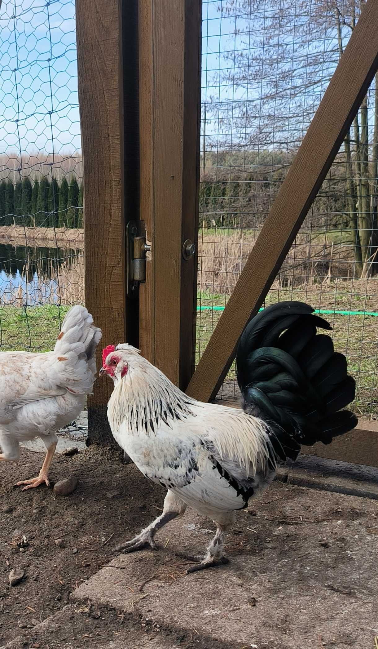 Jaja lęgowe zielone miks araucany ogoniastej