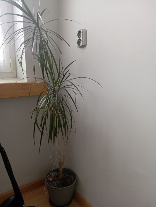 Dracena w doniczce