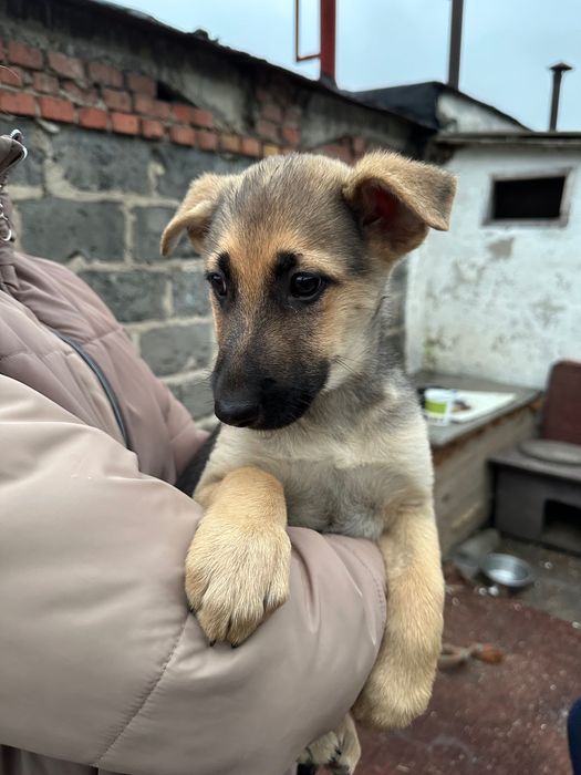 Щенята безкоштовно