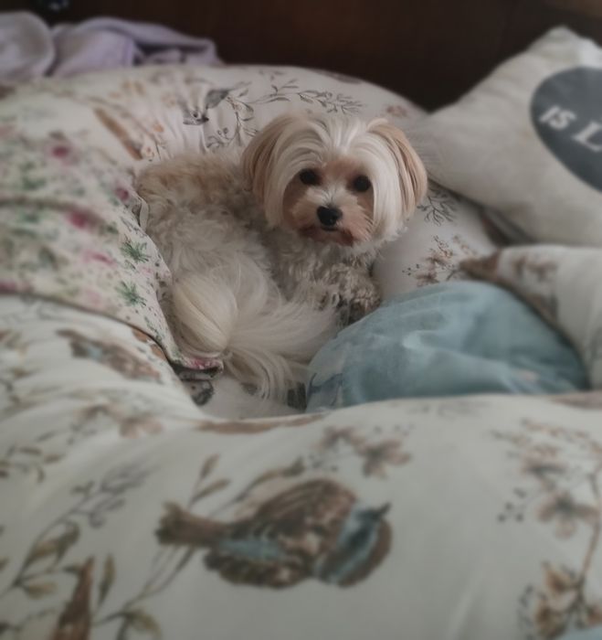 York Yorkshire Terrier Golddust