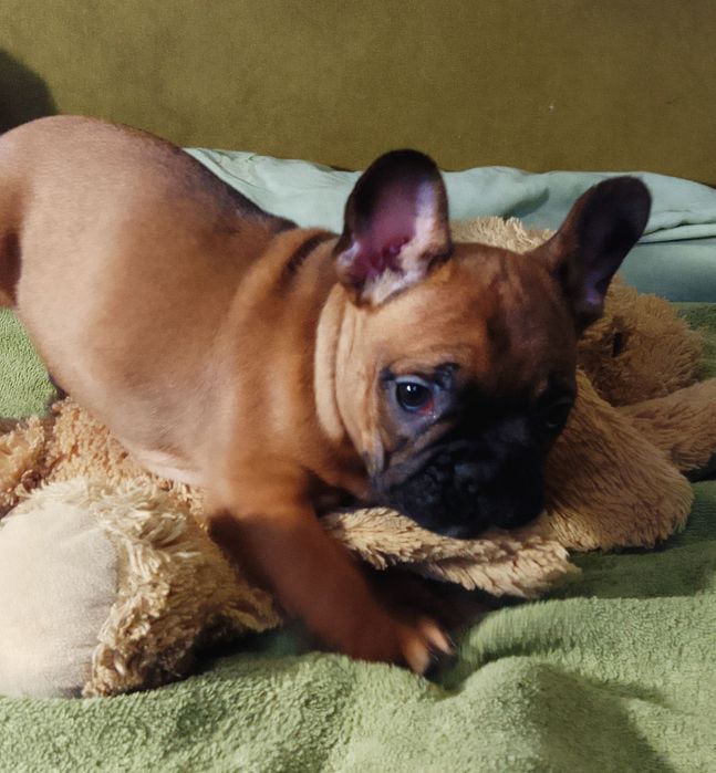 Продам двух цуценя Французького бульдога