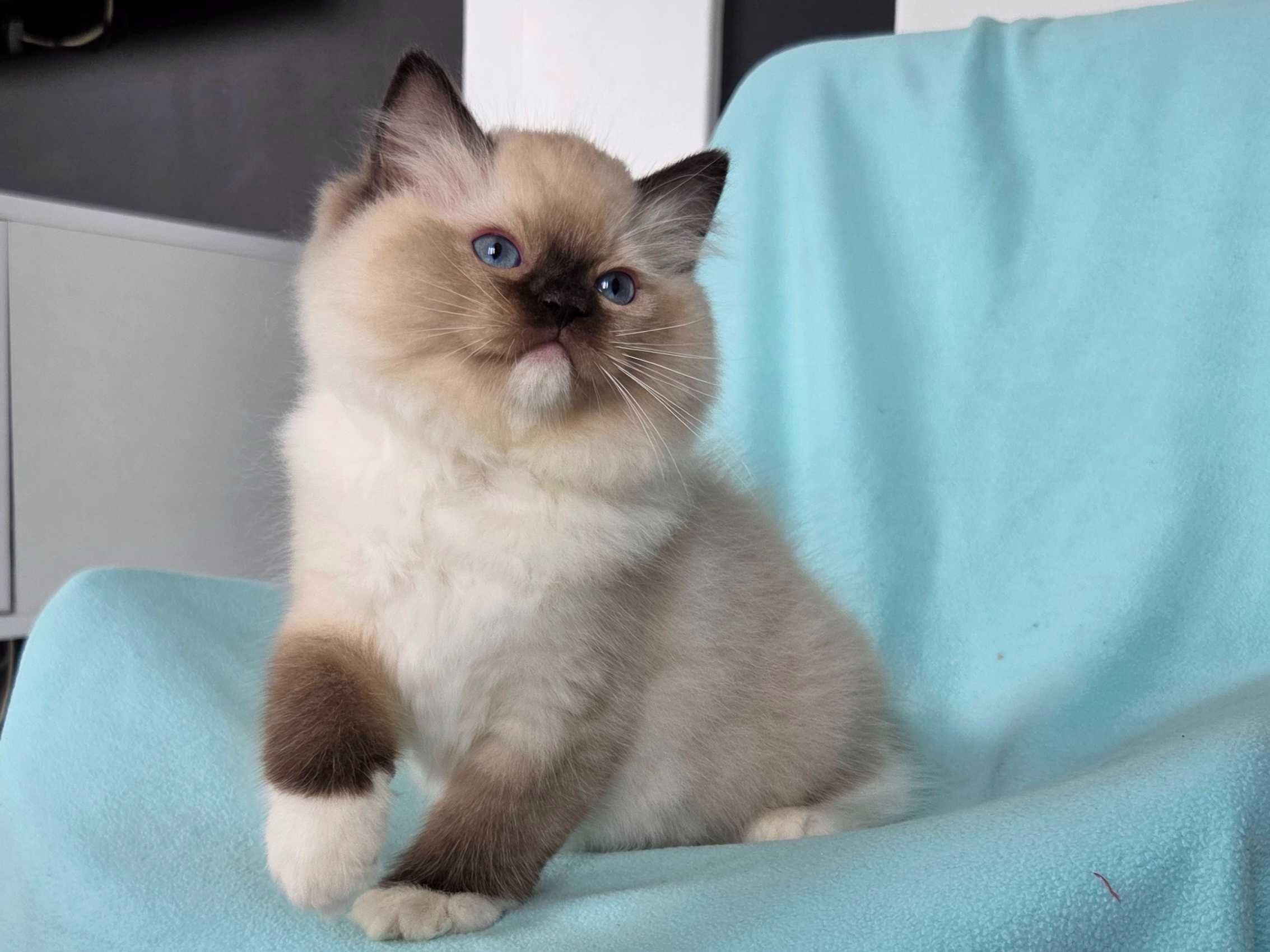 Ragdoll kocur z rodowodem FPL,