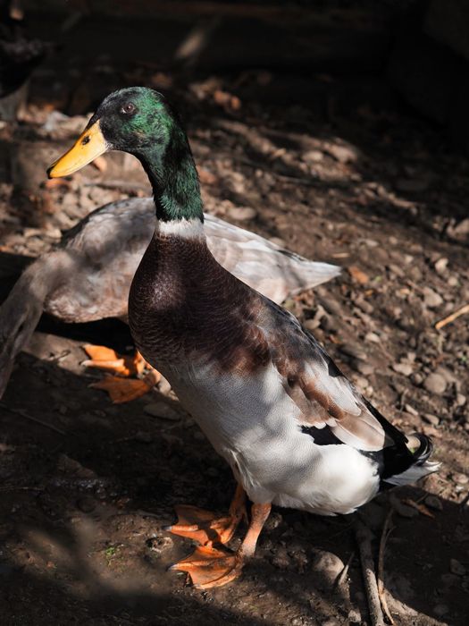 Kaczorki biegusy | Kaczka biegus