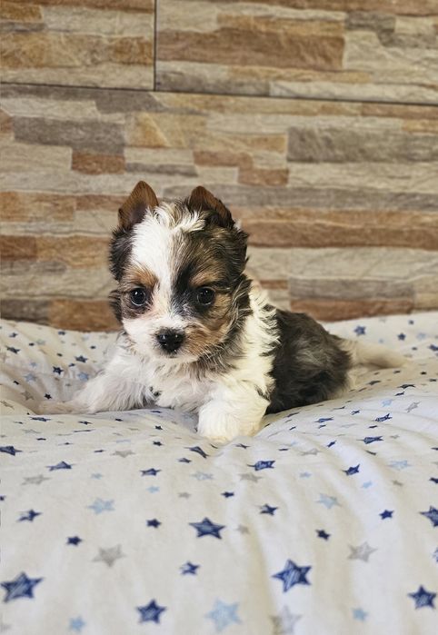 Yorkshire Terrier Blueberry śliczny piesek york