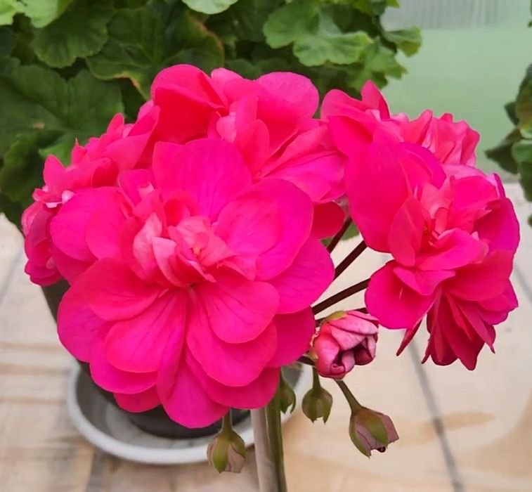 Сортова пеларгонія