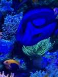 Ryba morska Paracanthurus Hepatus