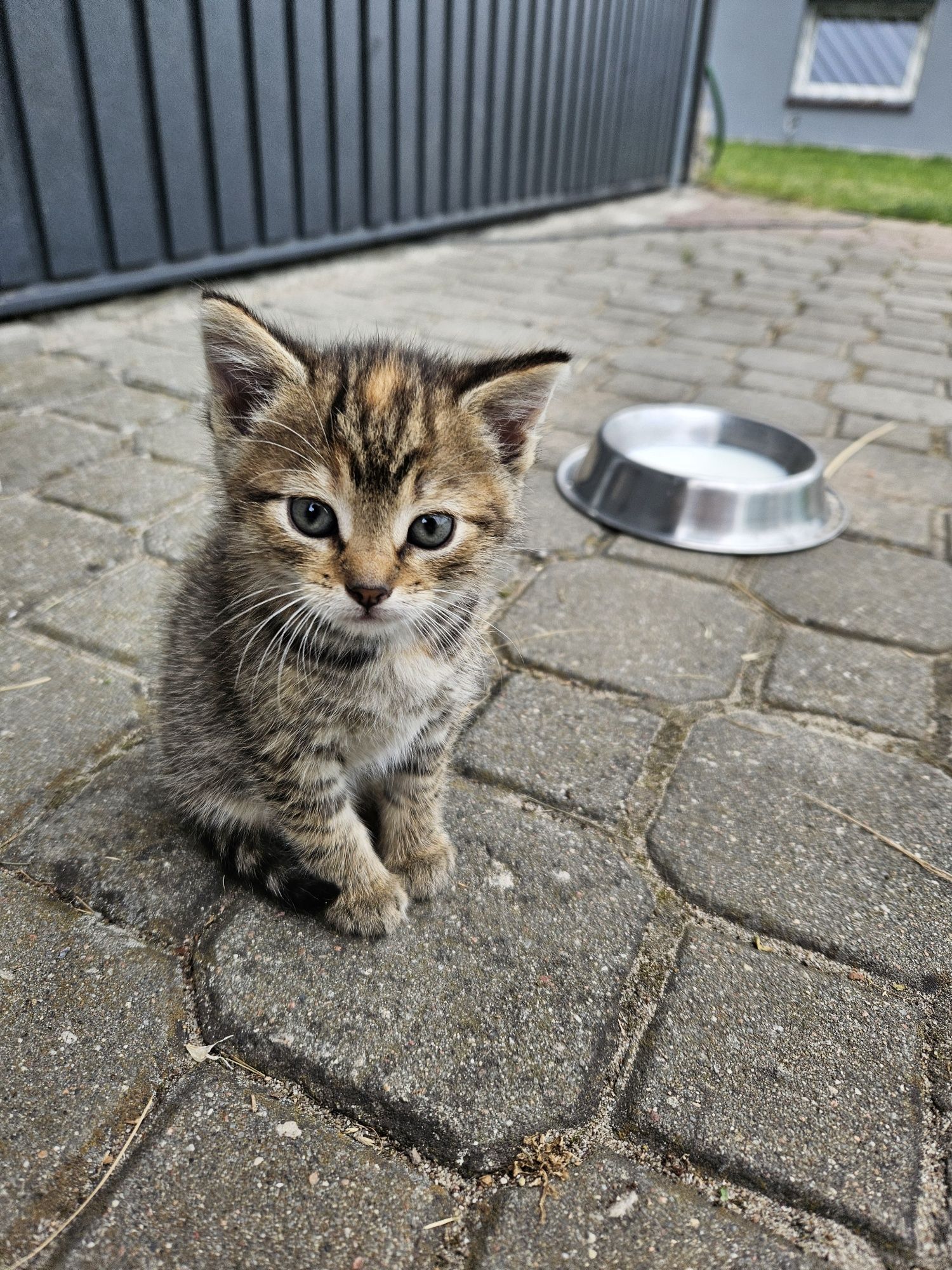 Mała kotka do adopcji