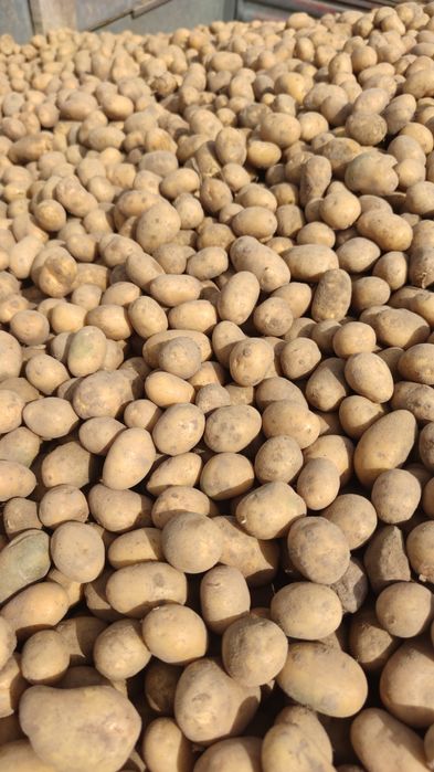 Ziemniaki odpadowe paszowe