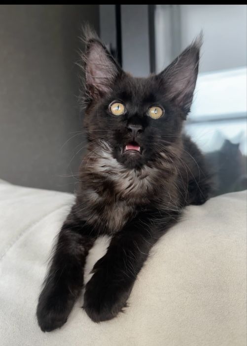 Мейн кун чорний дим киця із проф розплідника