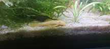 Ancistrus SP/ Gold // Kribensis (1 - 3 € )