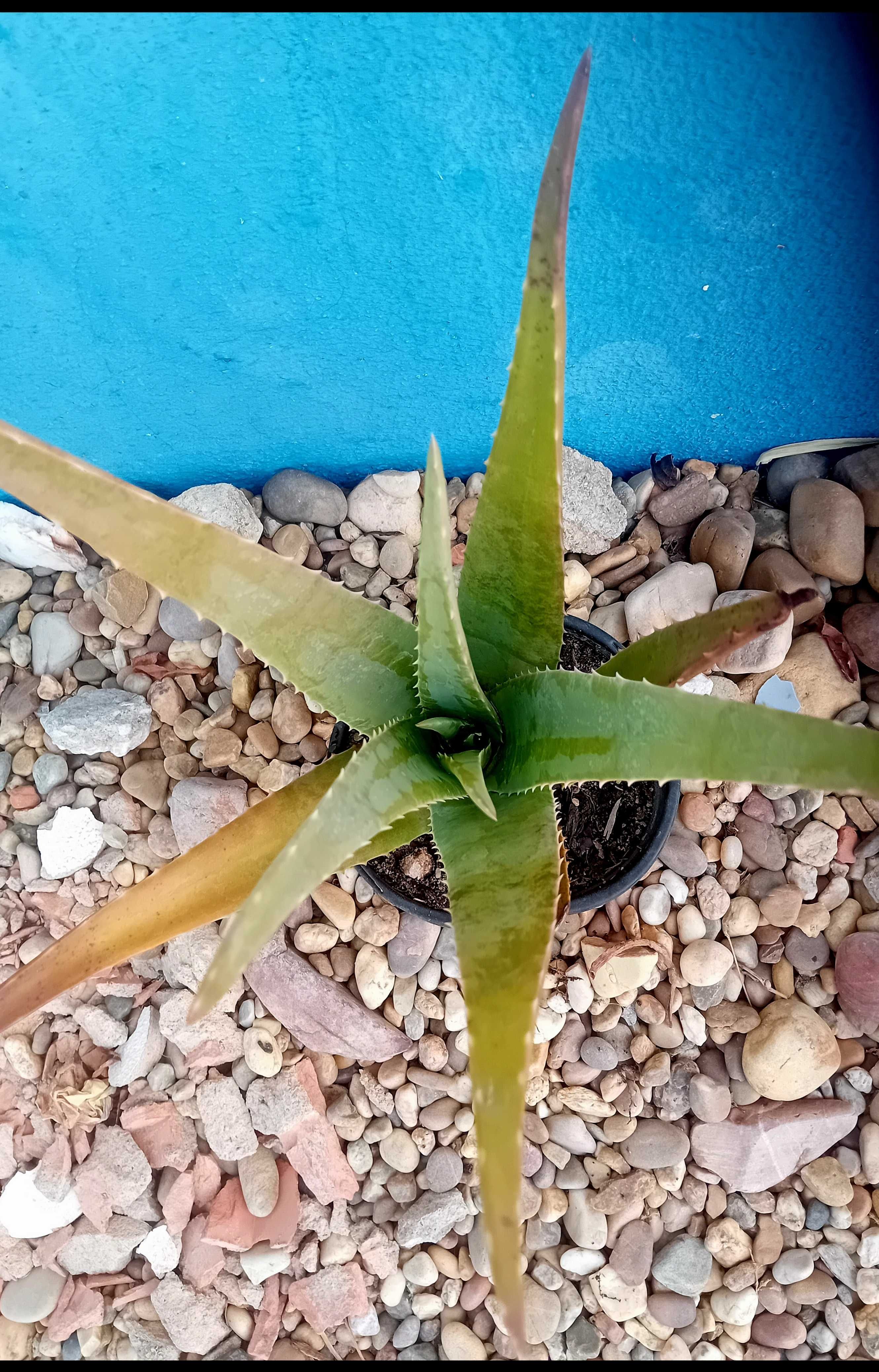 Aloe Vera Barbadensis