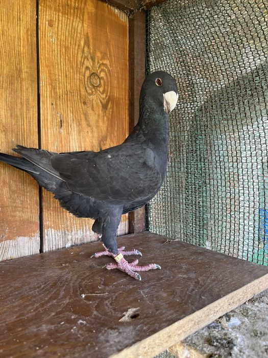 Gołębie niemiecki wystawowy samica 2023