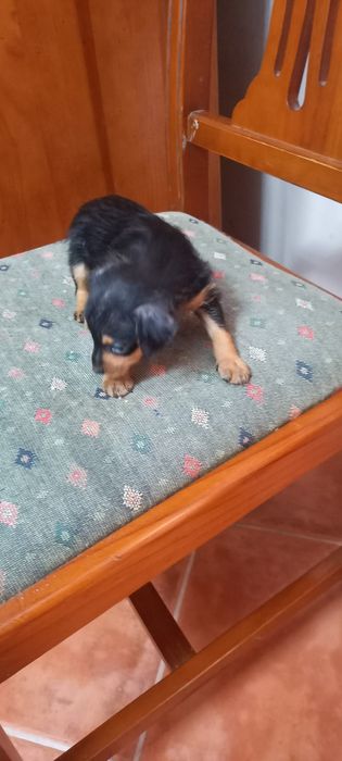 Pinscher x Yorkshire