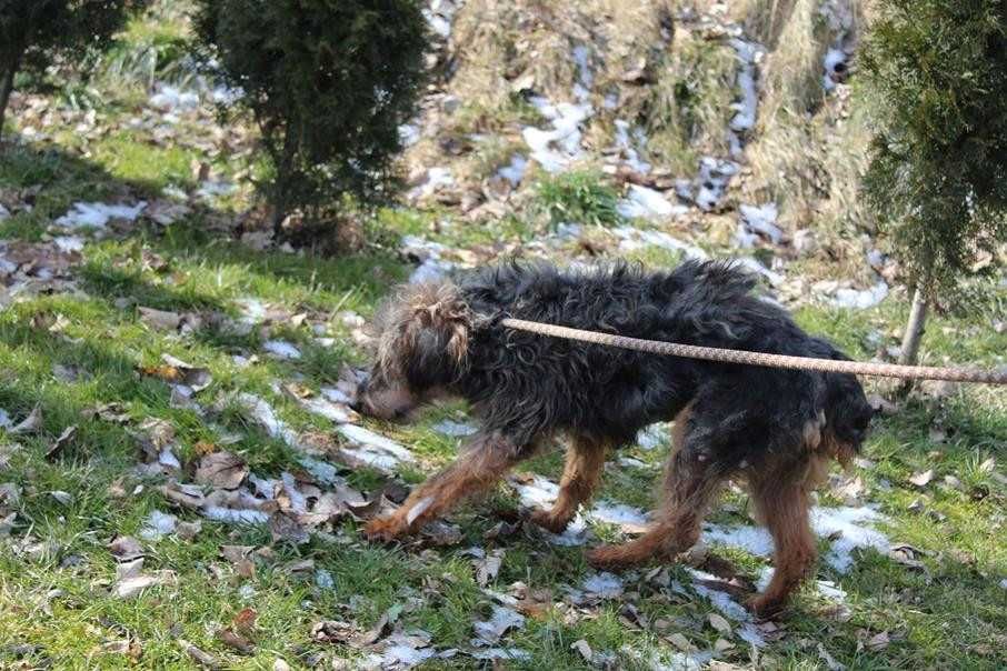 104965 Śleputek do adopcji.
