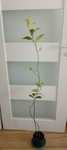 Drzewo cytrynowe 130cm