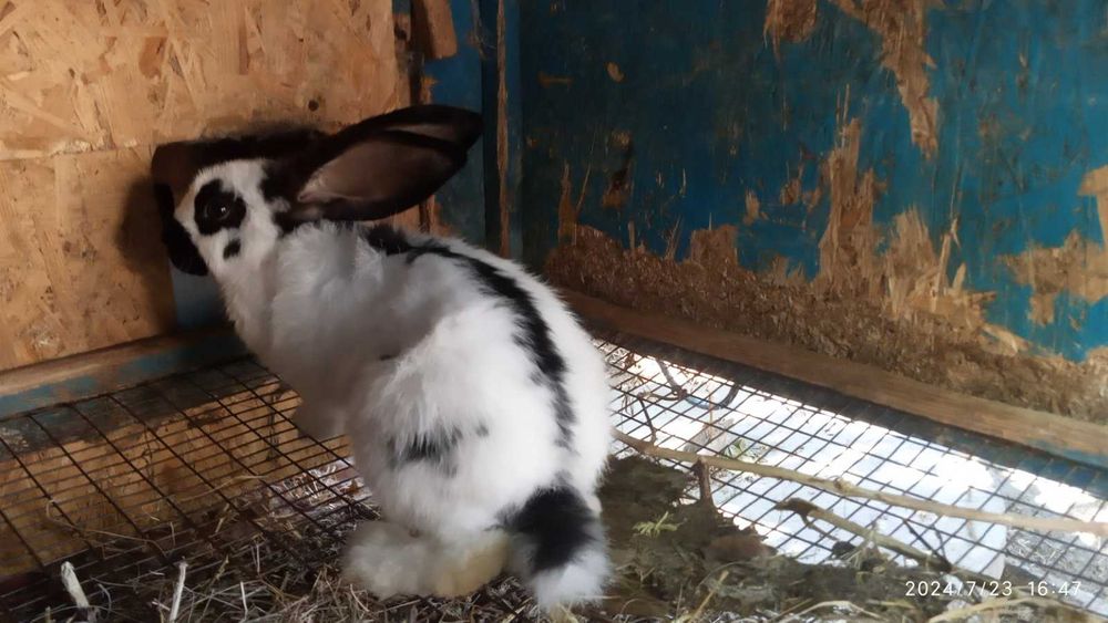 Кролі породисті (німецькі строкачі, бургундці, білі панони)