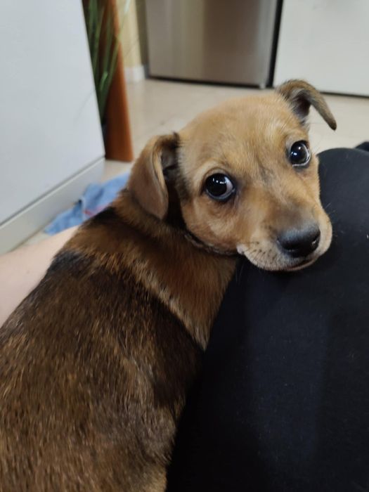 Oddam suczke 9 tygodni