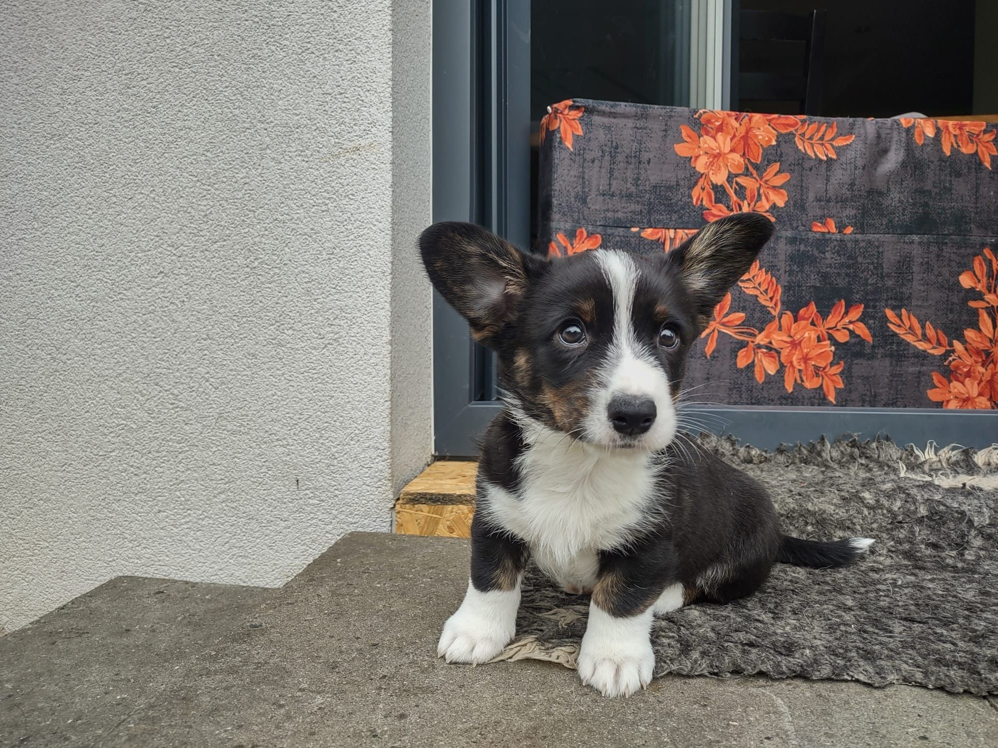 Welsh Corgi Cardigan FCI