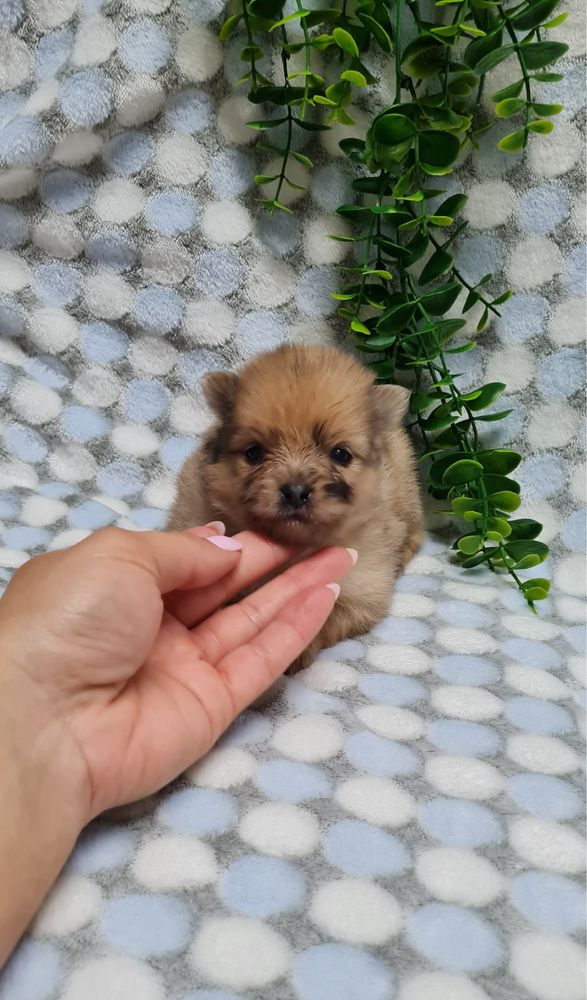 Excelente mini menina Lulu da Pomerania/Spitz Alemão Anão de Qualidade