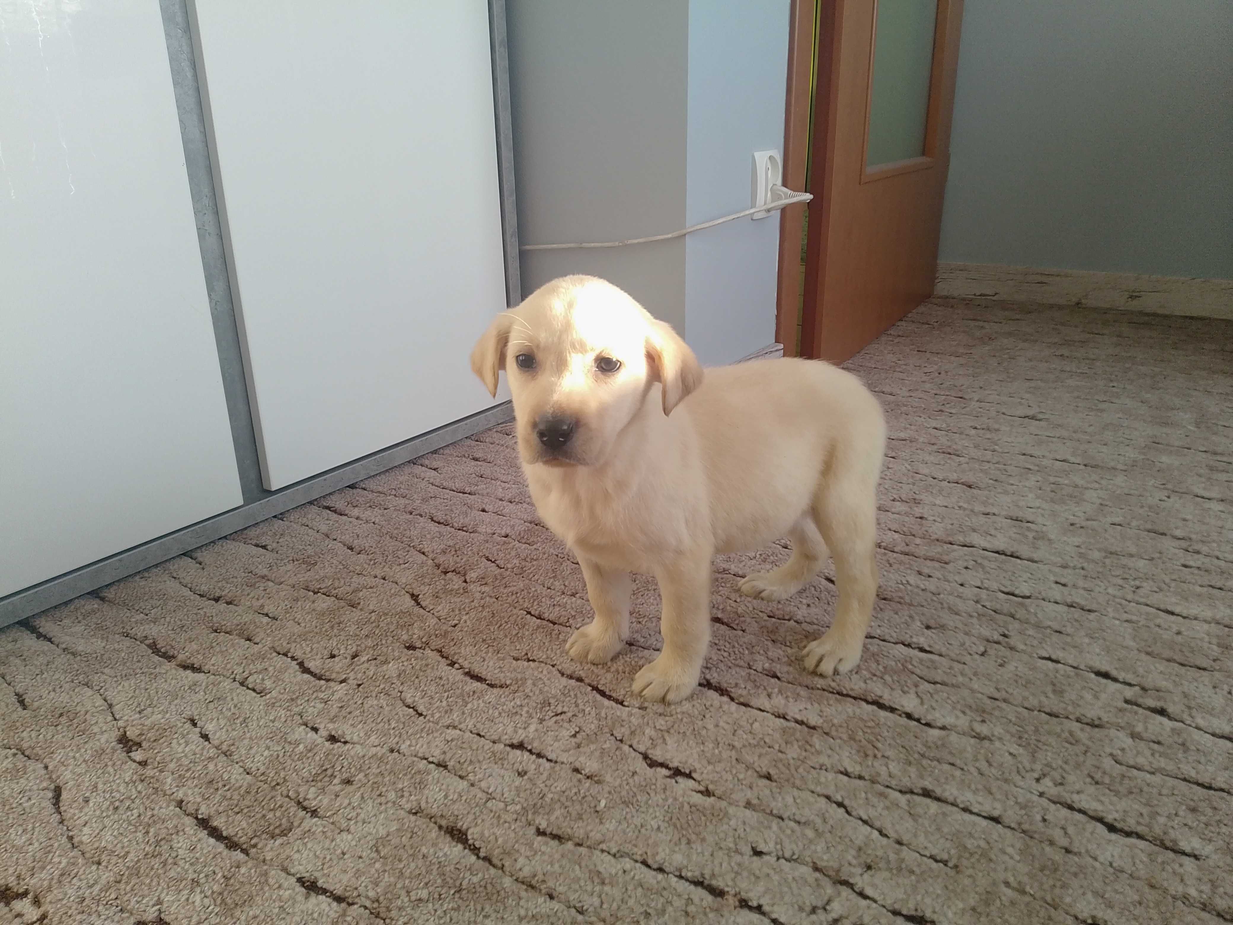 Labrador Retriever szczeniaczek .