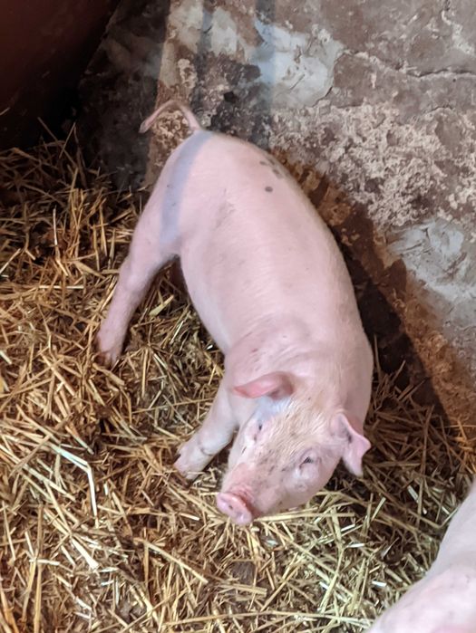 поросята. 2 кабінці і одна свинка