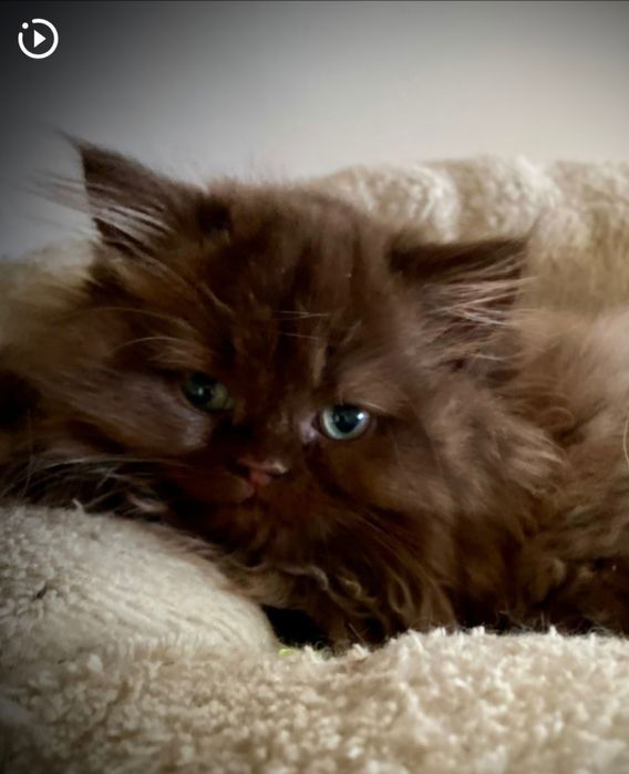 Kotka brytyjska długowłosa