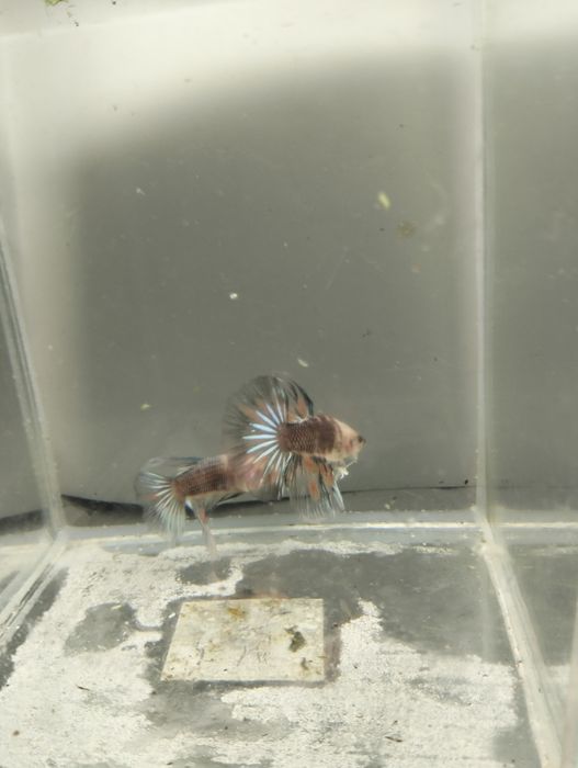 Bettas Macho - várias cores e padrões