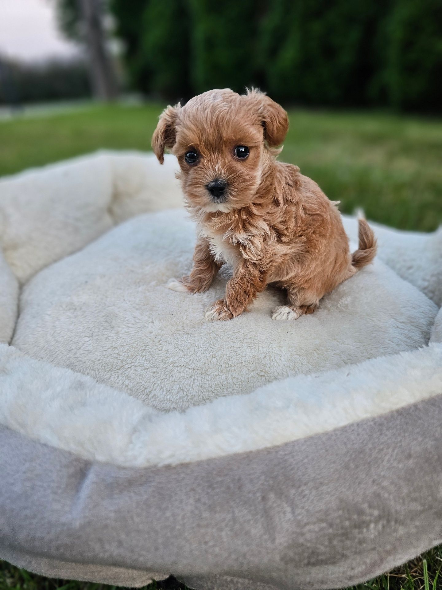 Bardzo Ciemna Dziewczynka Maltipoo Miniaturka