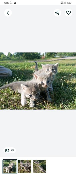 кошенята скотіш страйт