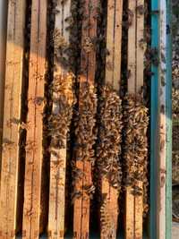 Odklady pszczele Buckfast lub Hinderhofer