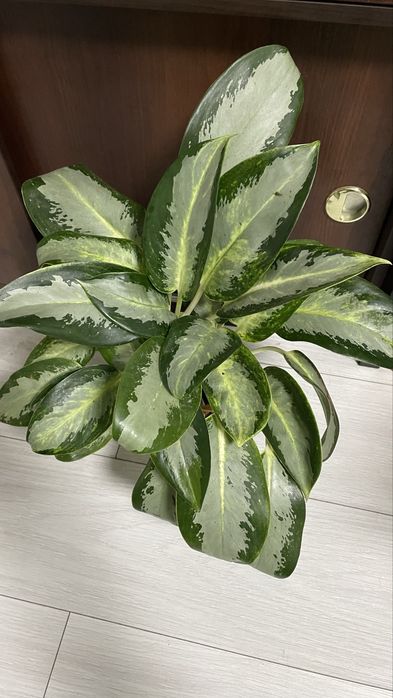 Аглаонема silver blue, уши слона, вуха слона