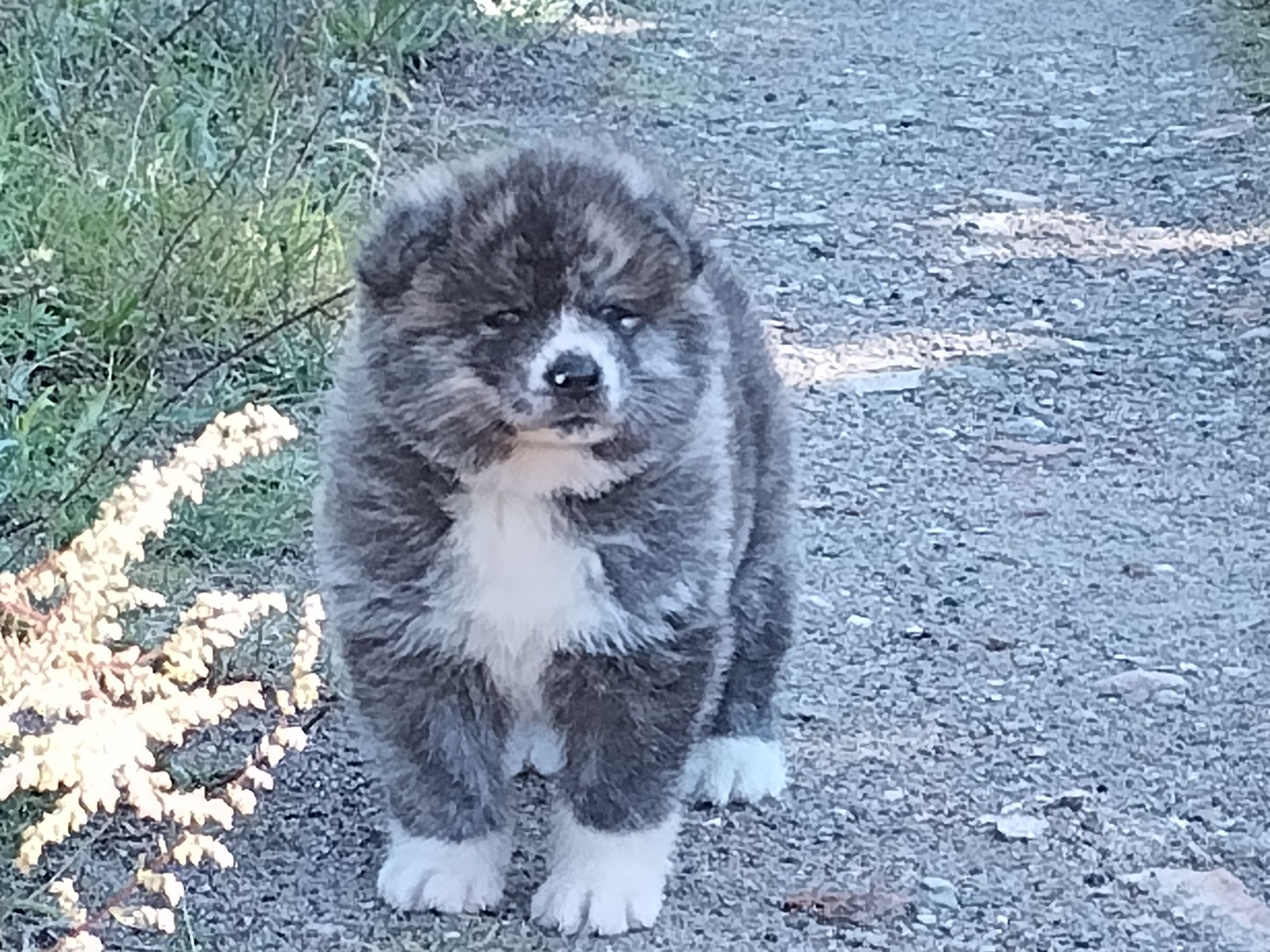 Japońska akita inu - pręgusek