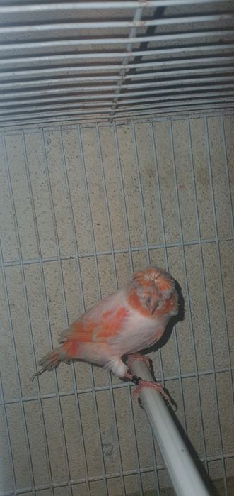 Vendo Boa preço .... o troco dois machos so