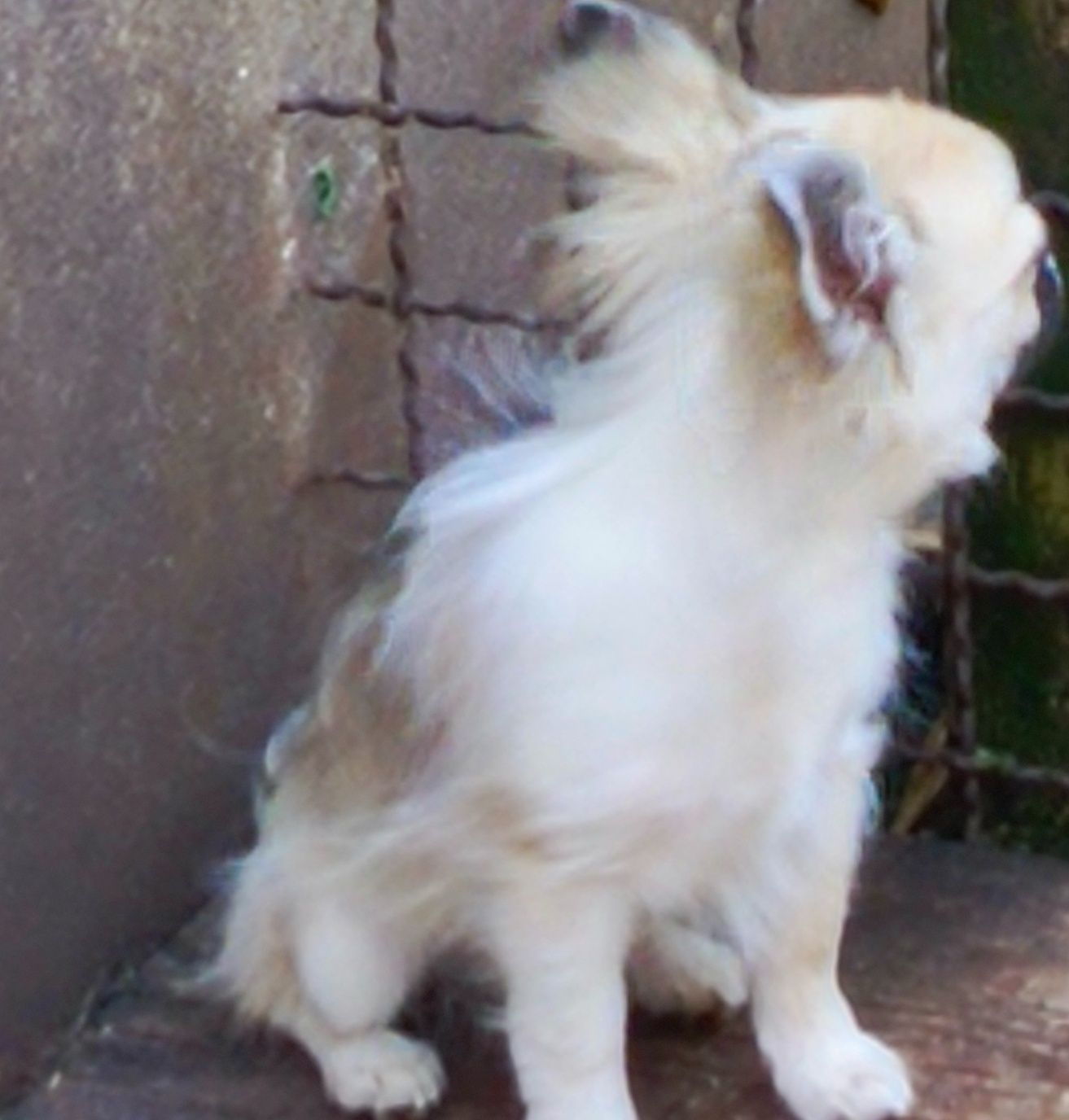 Sunia długowłosa chihuahua