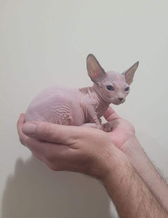 sphynx macho olhos azuis