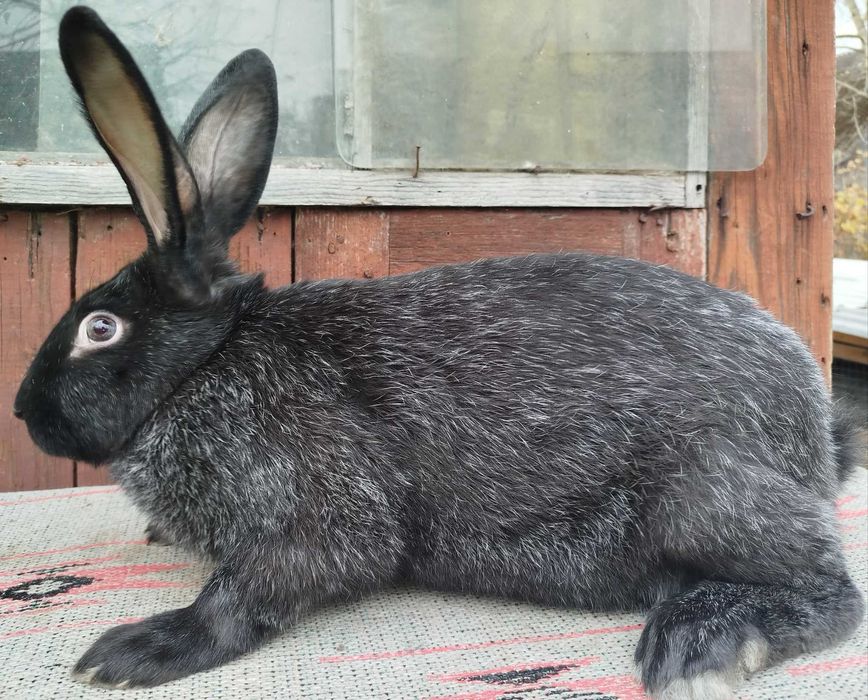 КРІЛЬ-ХАМЕЛЕОН З ОСОБЛИВИМ ПОГЛЯДОМ! Полт. срібло 4.8кг у 3.5 місяці!