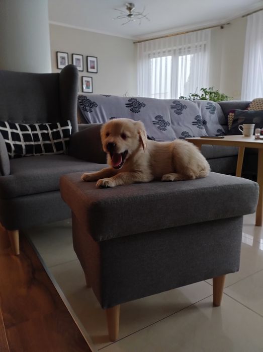 Szczeniak Golden Retriever