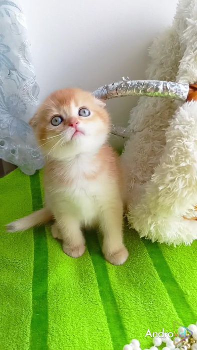 Класснючая вислоухая девочка золотая шиншилла