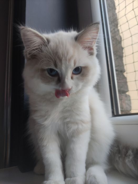 Cookie. Kot Ragdoll. Rodowód. Gotowy do zmiany domu.