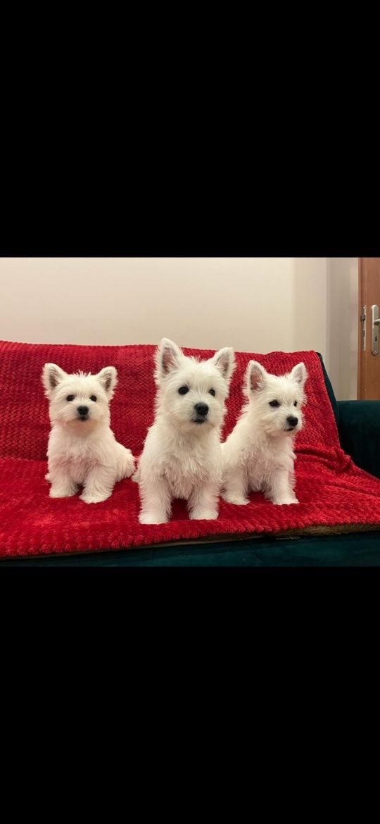 West Highland White Terrier