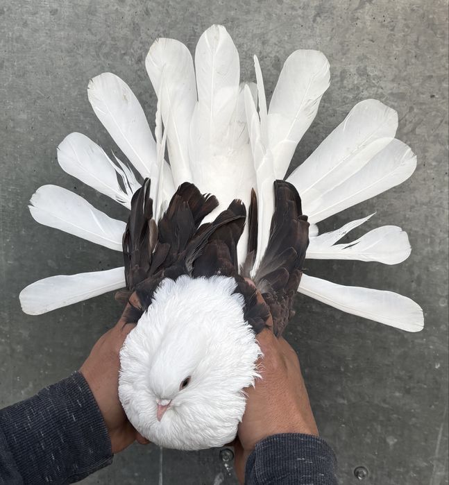 Sprzedam orliki szariki