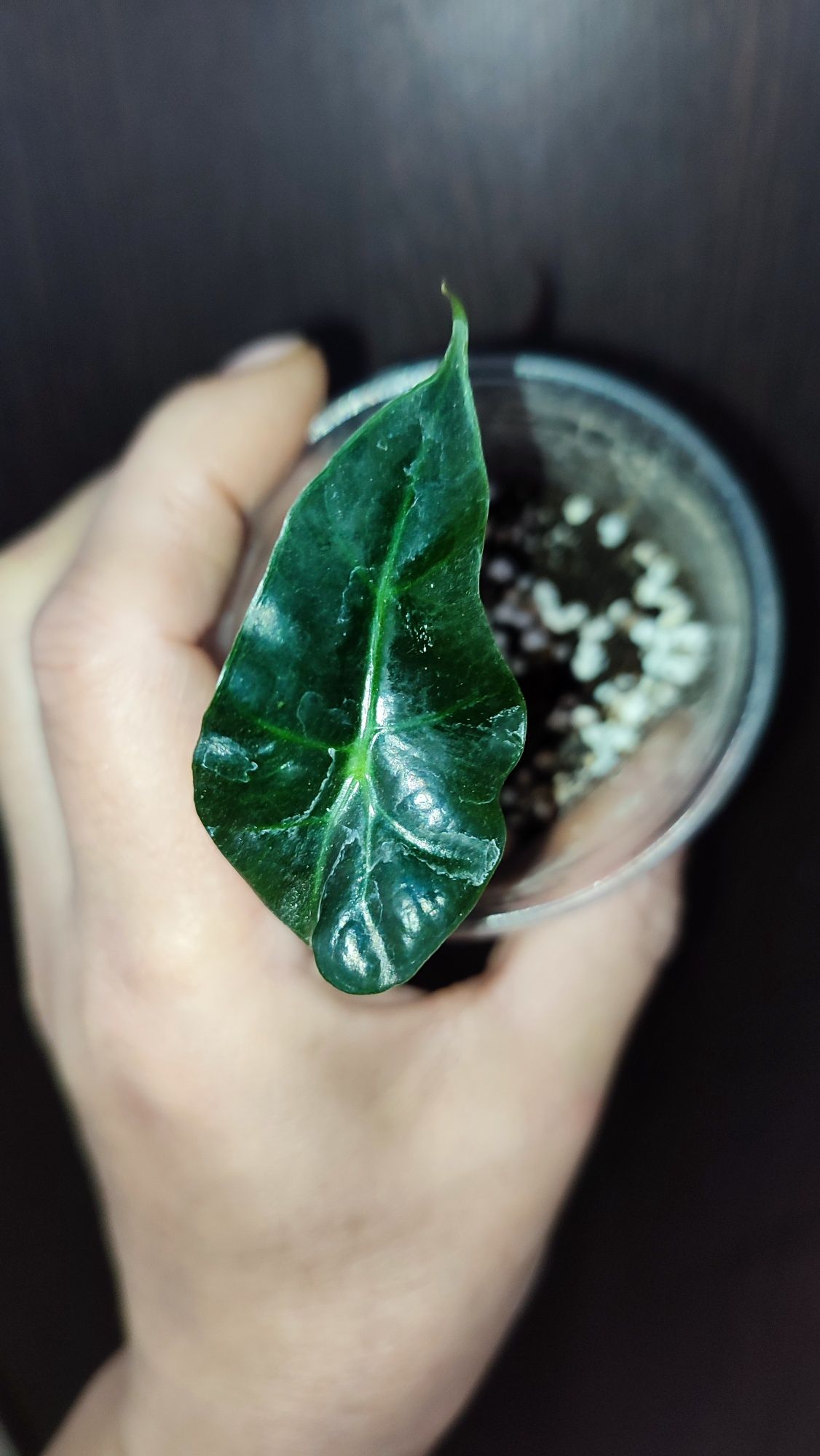 Alocasia Polly młoda obudzona bulwa