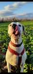 Herkules - do adopcji/ Dogo Argentino