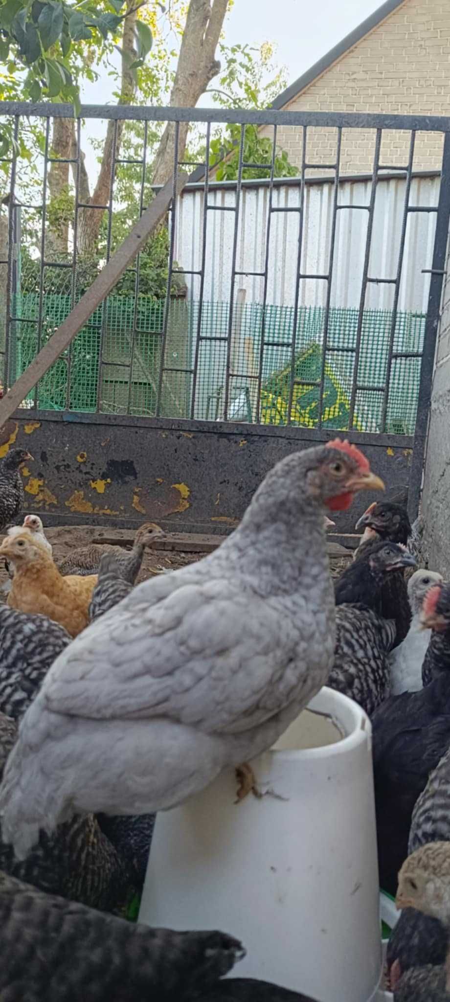Sprzedam młode kogutki