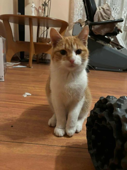 Oddam w dobre ręce kotki