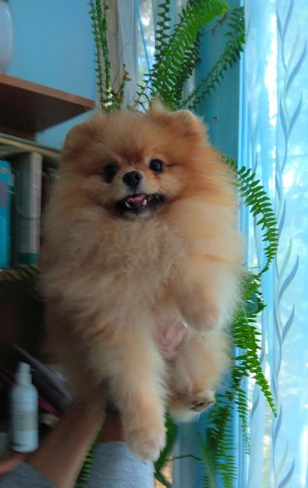 ВЯЗКА.  Померанский шпиц.