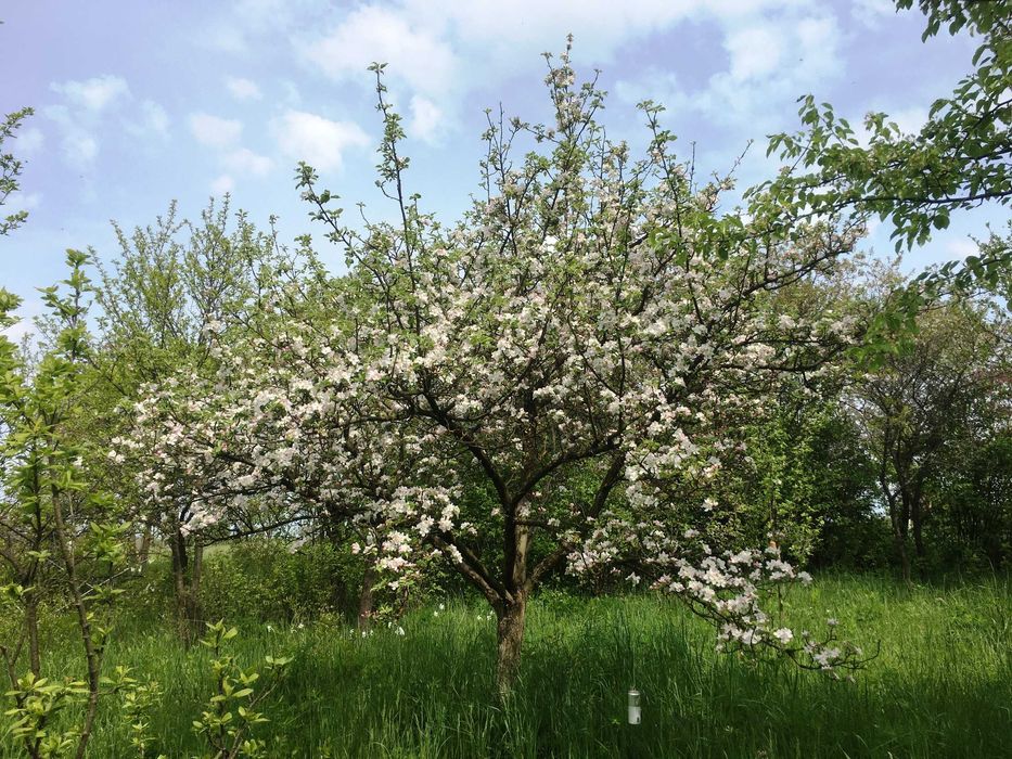 Продам цікаву земельну ділянку 17 соток біля Козова Тернопіль обл.