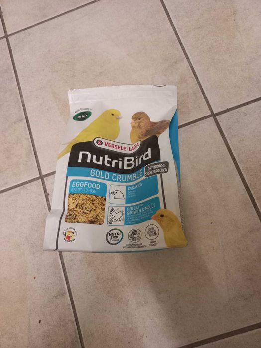 Canários machos 2025